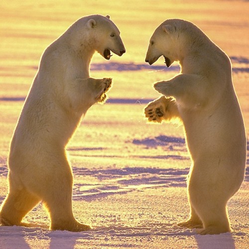 loveforallbears: Photograph by @paulnicklen for @natgeo. @sea_legacy. During the fall months and whi