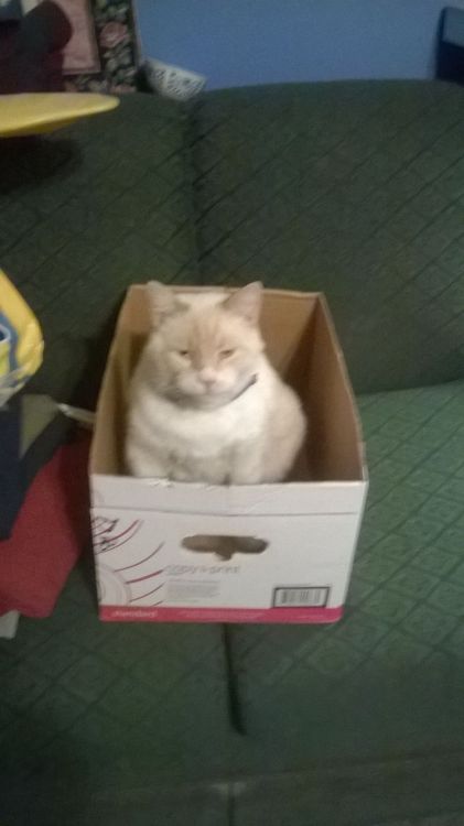 humancorn:He likes the new box