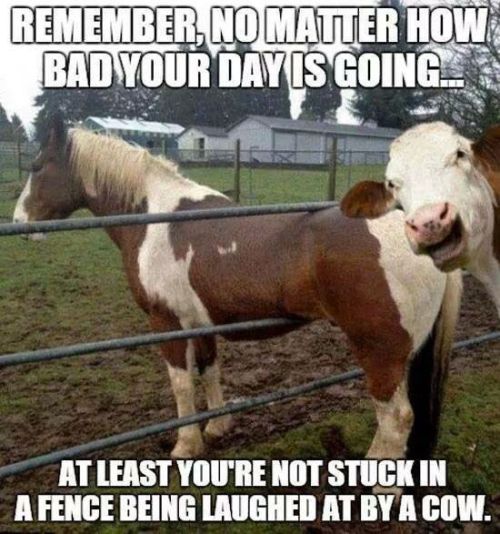 gothabilly-kitty:  🐮😄