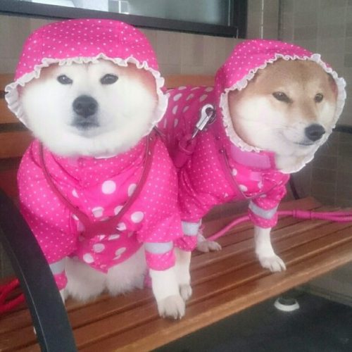 redziuk:They are so cuteeSource:www.instagram.com/p/BSxCUwQgdEj/