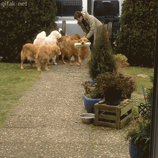 gifak-net:  video:   Golden Retrievers Help Bring in Groceries from the Car   