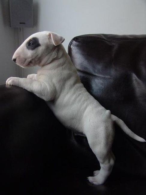 pixieprincesslittle:  aww 