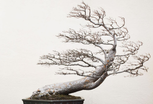 cook-rouge:bonsaiempire:A Chinese Elm pending (training date unknown) at the National Bonsai and Pen