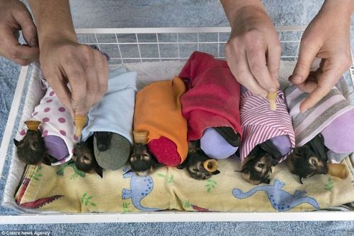catsbeaversandducks:The Tolga Bat Hospital: where adorable abandoned baby bats are wrapped in blanke