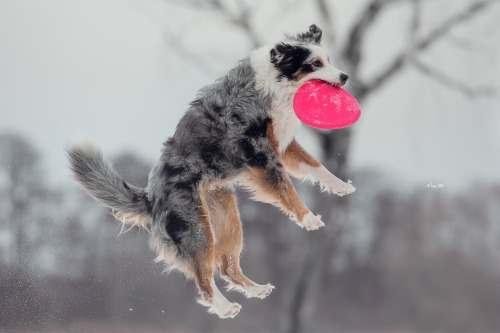 australianshepherd