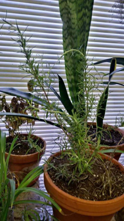 tropicalhomestead: sundaygardener: What to do with my rosemary!? Love it; cherish it; never let it g