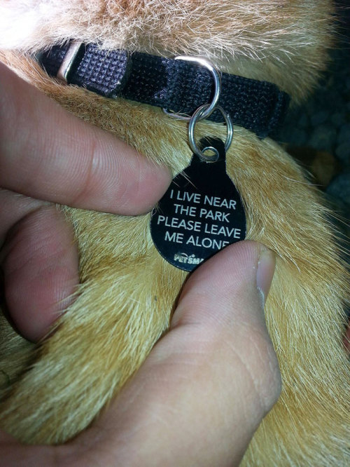 fat-on-purpose:tastefullyoffensive:  Funny Pet Collar Tags (photos via Bored Panda)Related: Cats and Dogs Growing Up With Their Toys   It is weird that most of these apply to me too?