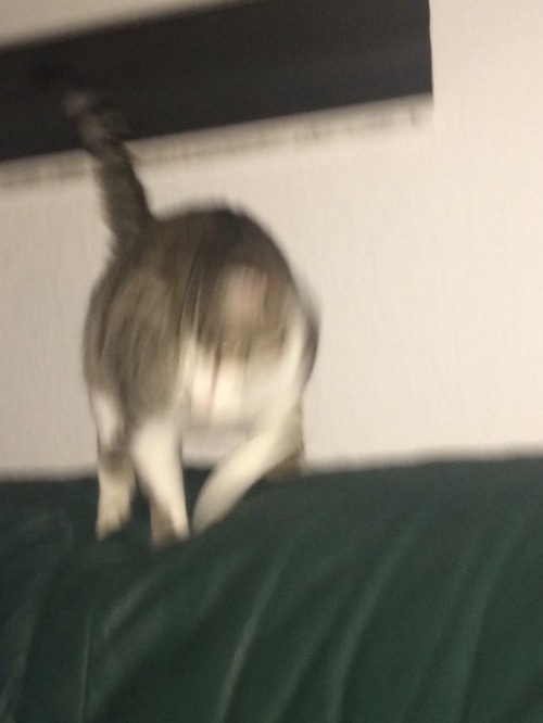unflatteringcatselfies:  make my cat tumblr famous please