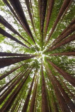 0rient-express:  California Redwood | by Chris Wiewiora | Facebook.