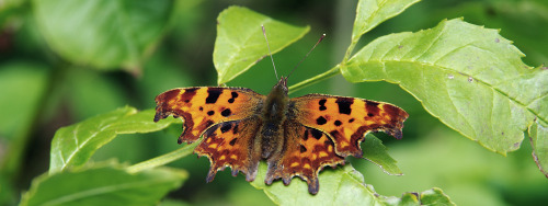 The Comma - Polygonia c-album. It’s just as well that humming-bird hawk moths aren’t butterflies, ot