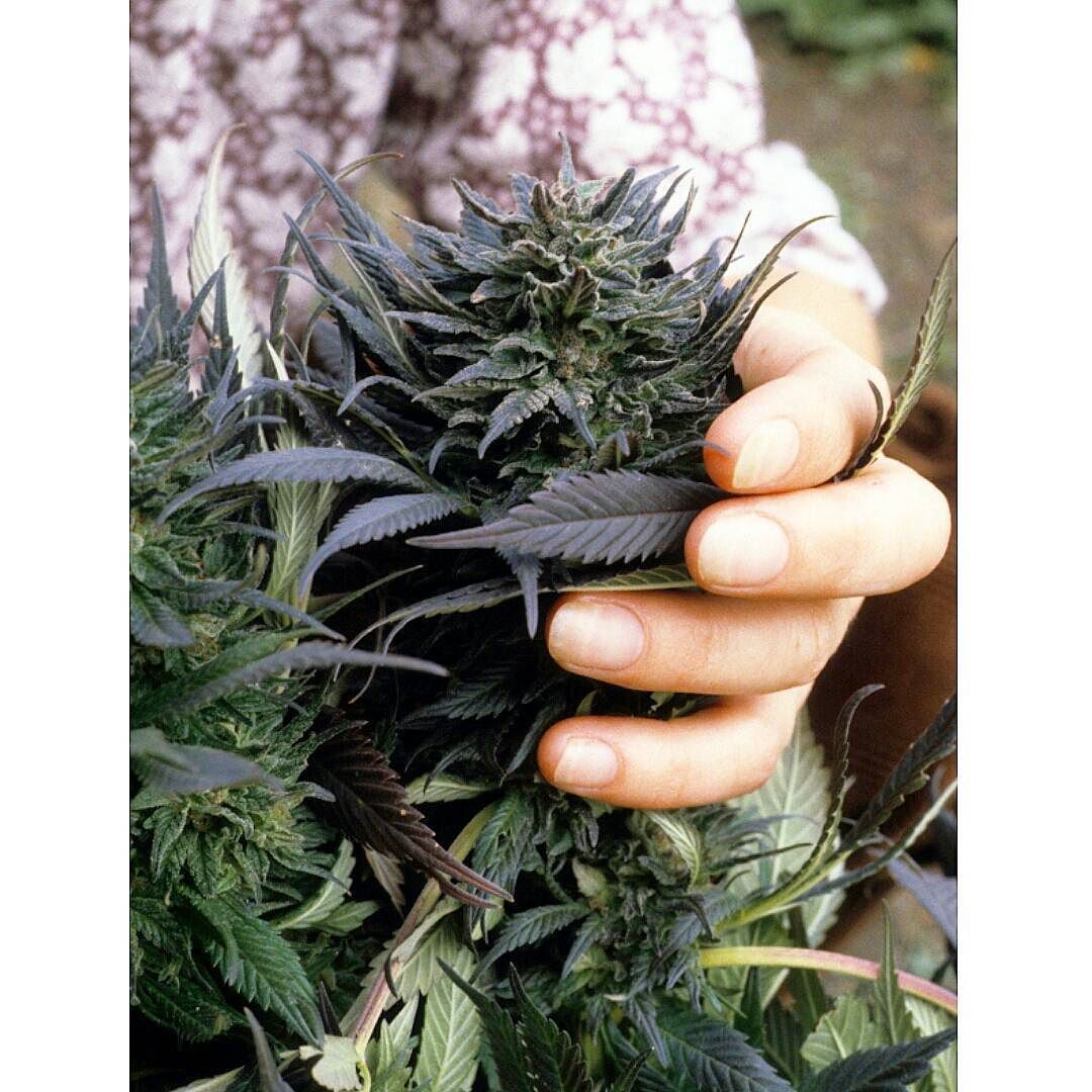 weedporndaily:  Original Afghani1 landrace,  1983. by @melfrank420  The ultimate
