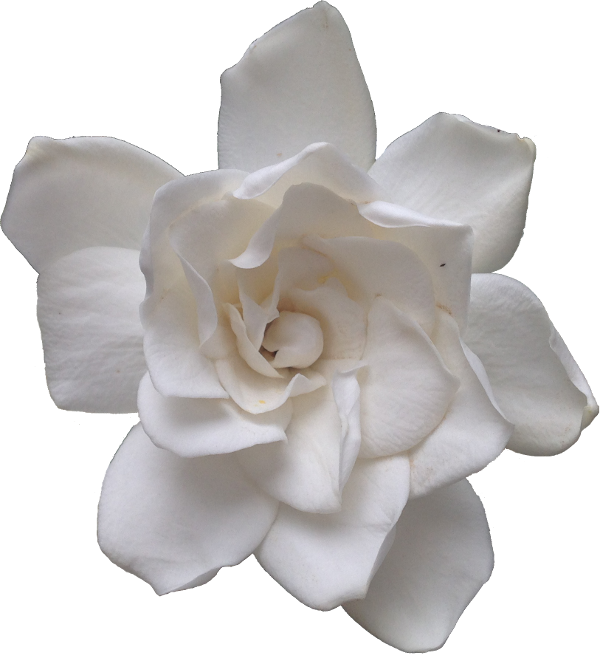 Transparent Flowers Tinybuffpixels The Most Lovely Gardenia