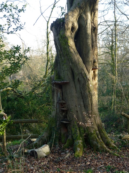 Bryngarw Country Park, March 2014