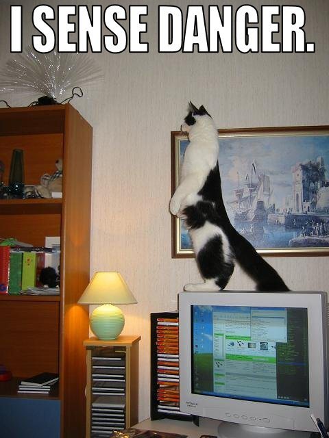 seananmcguire: sophiaslittleblog:  tzikeh:  owl-librarian:  sasgalula:  coolcatgroup: