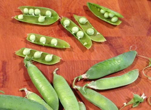 Fresh Peas from the garden! Yum!