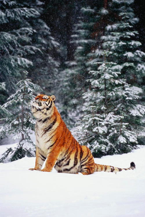 plasmatics:  Tiger by Lynn Stone |(Website) 