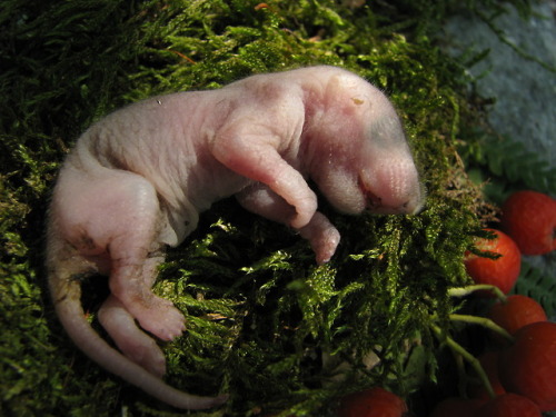 Sleep well on your mossbed, little baby… During the heat wave the dormice in the cabin apparently st