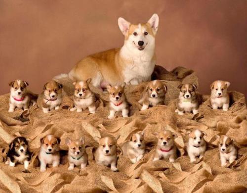 corgikistan:Proud mother of 15