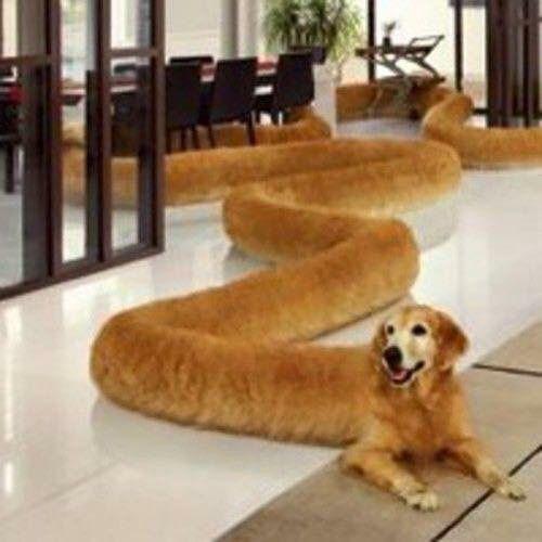 randomitemdrop:arataya:hmmm-official:hmmm@randomitemdrop Item: extremely long dog; once attuned to a
