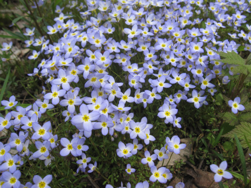 nighttime-skylines:morigrrl:Bluets✌️