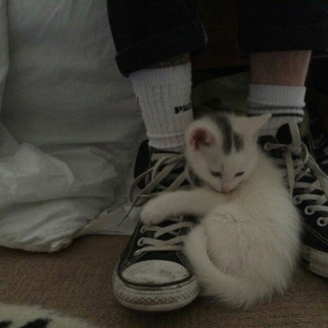 My blog will probably be cute kitties, weird movies, nature and vaguely nsfw posts