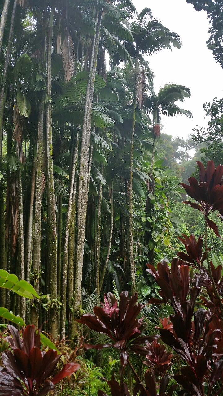 tropicale-moderne:Hawaii Botanical Gardens, Hilo, Hawaii 