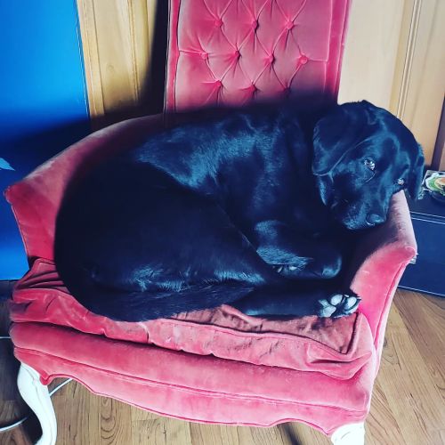 lauravanarendonkbaugh: Penny is chillin’ on her throne. #penny #Labrador #labradorsofinstagram