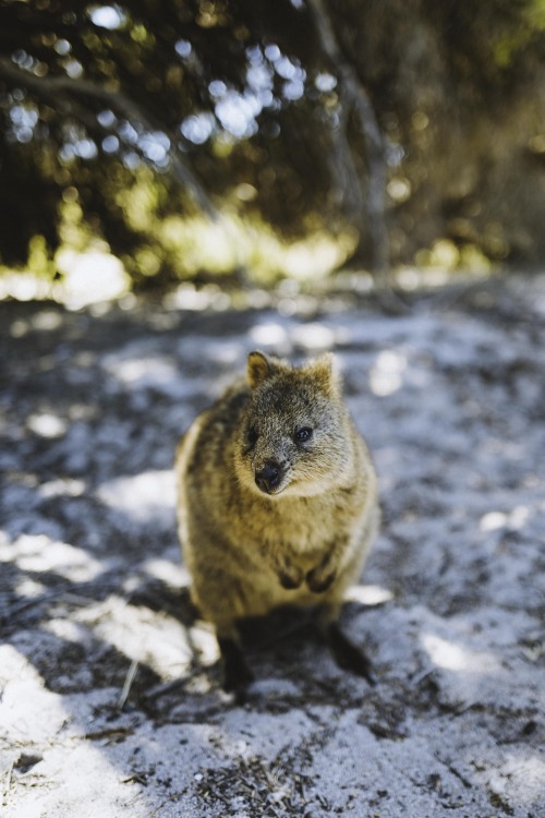 Quokka Rotness Island, Australia Instagram  Twitter  Society 6 Redbubble