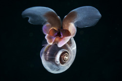 whatthefauna: This tiny snail is known as a sea butterfly for the way it appears to “fly” through the water with the flapping of its wing-like parapodia. When it is hungry, it secretes a mucus web to ensnare plankton, then gobbles the entire thing
