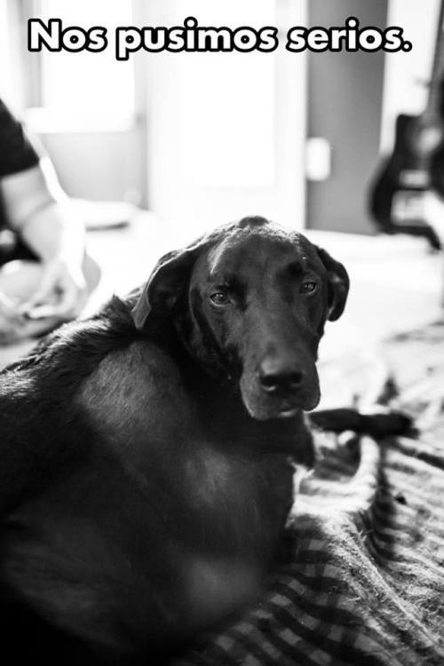 chicles-bomba:   La historia de Duke. Un perro desahuciado.   Por motivos de la vida, motivos que no podemos entender,  que simplemente no tienen explicación.  Existen miles de historias como la de él. Demasiado dolorosas, demasiado irreales. De