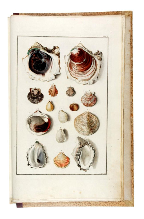 Shells in the imperial collection in Vienna, “Testacea Musei Caesarei Vindobonensis”,1780. Engraved 
