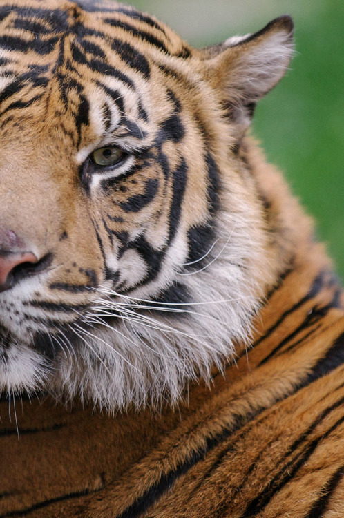 sdzsafaripark:  Tiger Trail Experience by Lisa Diaz 