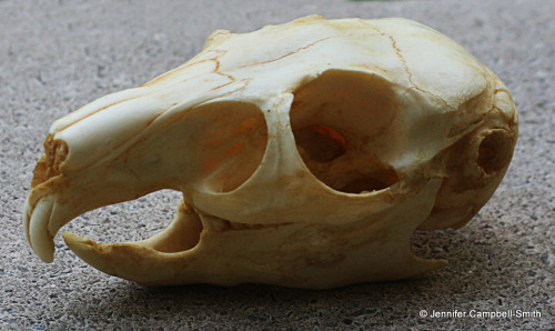 I took some photos of a replica viscacha skull that is in a collection I manage for my university.  