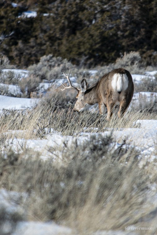 A young mule deer buck enjoys a late day sagebrush snack: Shoshone National Forest, Wyoming: &copy; 