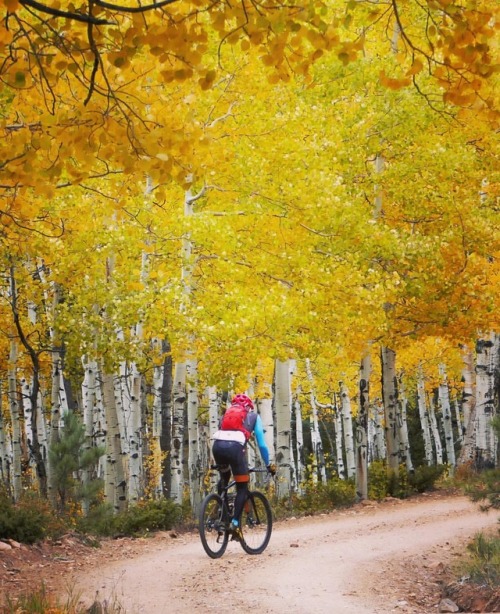 rodeo-adv-labs: Fall color was still a bit shy yesterday but eventually we found a few good stashes.