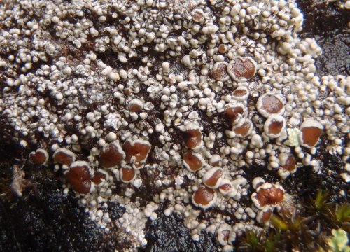 Koerberiella wimmerianaAnd this timeWe&rsquo;re going to get *BUMPY*K. wimmeriana is a crustose 