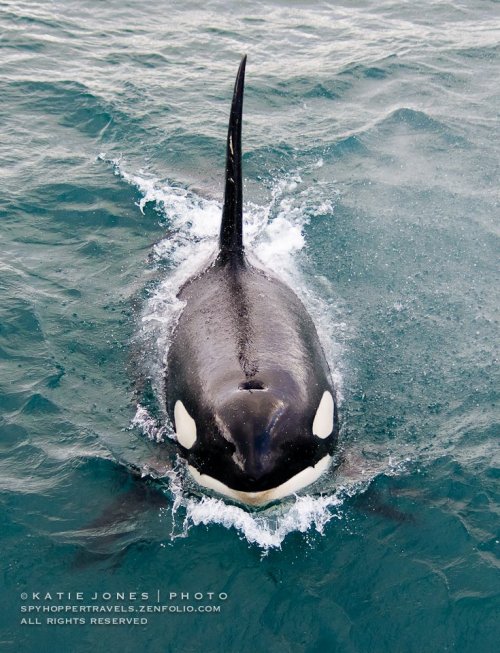 blackfishsound:Eye see you! An adult male orca pokes his head above the water to have a look at his 