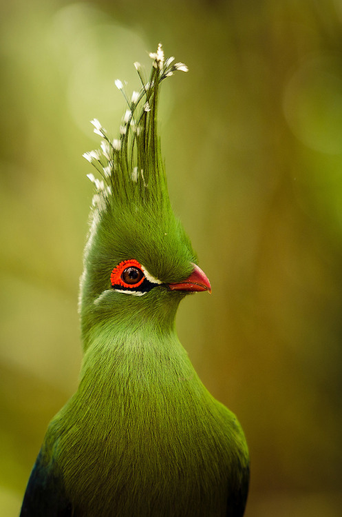 end0skeletal:Turaco by82Matt .