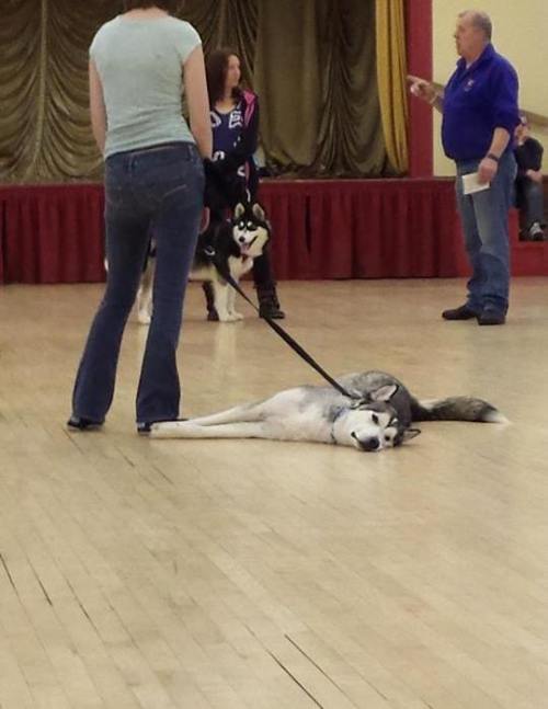awwww-cute:  My brother’s dog is hard at work in class 