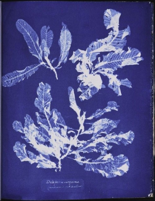 nurseandwound:From “Photographs of British Algae” by botanist Anna Atkins, 1843; this was the first 