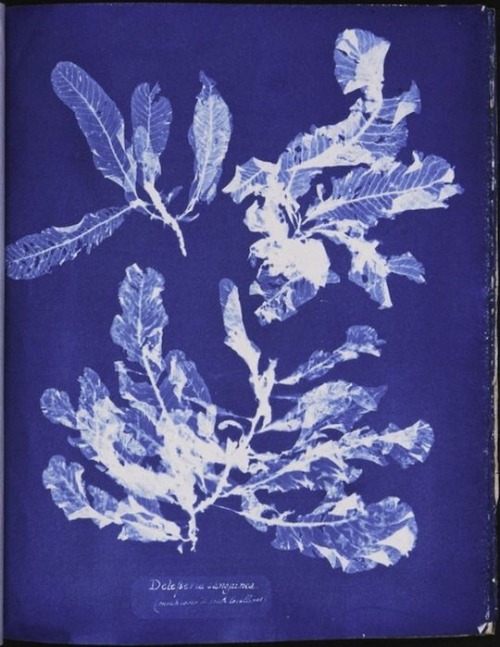nurseandwound: From “Photographs of British Algae” by botanist Anna Atkins, 1843; this w