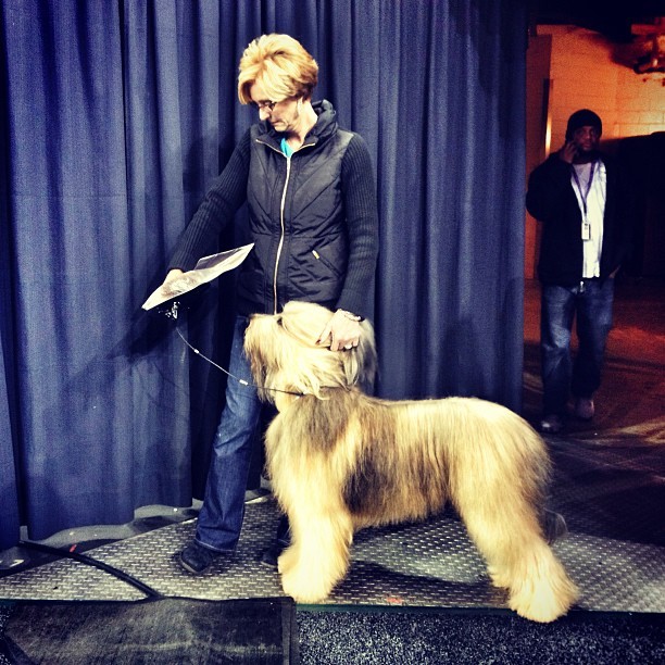 Backstage (Westminster Dog Show, NYC)