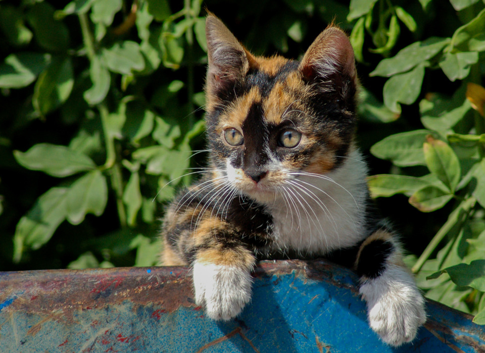 cybergata:  Checking out what’s going on on the other side of the wall.