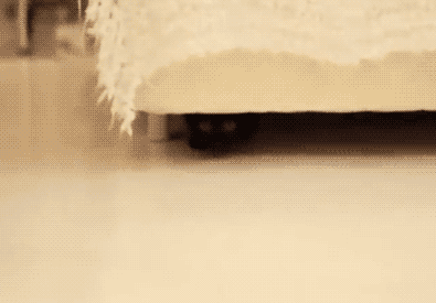 welele:  Gatos Derp