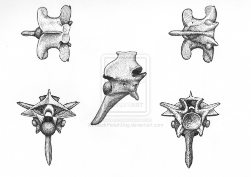 Rattlesnake vertebra by BlackPariahDog