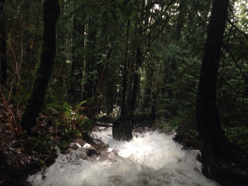 dingybedamned:The veins of the forest were flowing with fury today eartheld