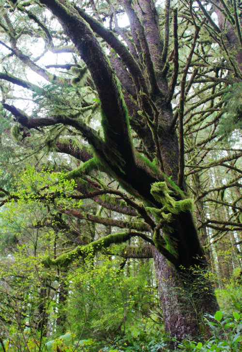 quiet-nymph:◈ Pacific Northwest photography by Michelle N.W. ◈ ◈ Print Shop ◈ Blog ◈ Flickr ◈ ◈ Plea