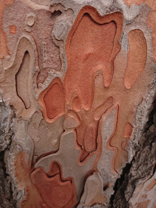 Tree bark. Palatino,  Roma, Italia 