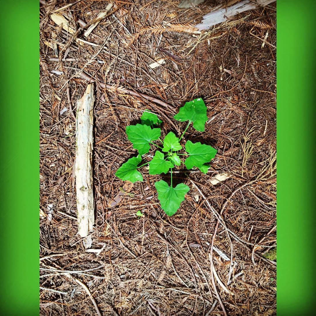 #randompositioning #10 #forest  (at Frank and Bess Smithe Redwood Grove)