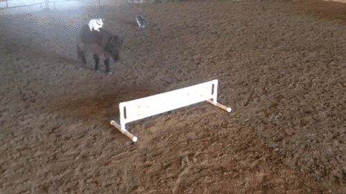 tinybed:tinybed:animals-riding-animals:dog riding horsethey are going FASTSPEED!!!!!!! POWER!! i!!!!
